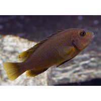 Pseudotropheus Polit